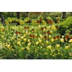 Zestaw - korona cesarska pomarańczowa, żółta i tulipan żółty - 14 szt.