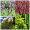 Zestaw roślin do ogrodu minimalistycznego - 8 gatunków nasion