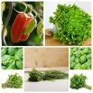 BIO warzywa - zestaw 3 - 15 gatunków nasion warzyw