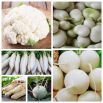 Warzywa białe - zestaw powiększony - 10 gatunków nasion