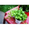 Mini ogród - Bazylia zielona - do uprawy na balkonach i tarasach