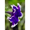 Petunia ogrodowa Iluzja - niebieska