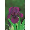 Irys niski, Iris pumila - Fioletowy - Cherry Garden