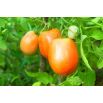 Pomidor Jokato - gruntowy, karłowy, pomarańczowy, średniowczesny, plenny
