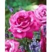 Róża wielkokwiatowa jasnoróżowa (fuksja) - sadzonka