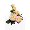 Róża wielkokwiatowa cytrynowo-różowa - sadzonka