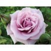 Róża wielkokwiatowa fioletowa - sadzonka