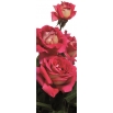 Róża wielkokwiatowa kremowo-różowa - sadzonka