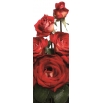 Róża wielkokwiatowa kremowo-czerwona - sadzonka