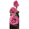 Róża wielkokwiatowa różowa - sadzonka