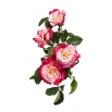 Róża wielkokwiatowa różowo-biała - sadzonka