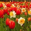 Zestaw tulipan czerwony i narcyz biały - 50 szt.