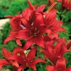 Lilia azjatycka czerwona - Red