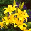 Lilia azjatycka żółta - Yellow