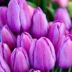 Tulipan Magic Lavender - op. 5 szt.