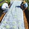 Agrowłóknina wiosenna - ochrona roślin dla zdrowych plonów - 3,20 m x 20,00 m