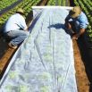 Agrowłóknina wiosenna - ochrona roślin dla zdrowych plonów - 1,60 m x 5,00 m