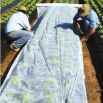 Agrowłóknina wiosenna - ochrona roślin dla zdrowych plonów - 3,20 m x 10,00 m