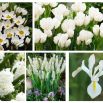 Zestaw kwiatów w kolorze białym - 5 gatunków