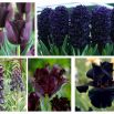 Zestaw kwiatów w kolorze czarnym - 5 gatunków