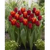 Ogniste tango - zestaw 2 odmian tulipanów - 40 szt.