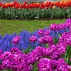 Zestaw tulipanów z szafirkiem - tulipan fioletowy, czerwony, pomarańczowy i szafirek niebieski - 50 szt.