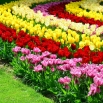 Czterokolorowy zestaw wyjątkowych tulipanów - 60 szt.