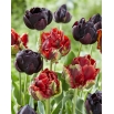 Cancan - zestaw 2 odmian tulipanów - 40 szt.