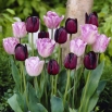 Good day - zestaw 2 odmian tulipanów - 40 szt.