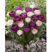Nuta tajemnicy - zestaw tulipanów pełnych w odcieniu jasnoróżowym i fioletowym - 40 szt.
