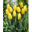 Tulipan żółty - Yellow - duża paczka! - 50 szt.