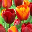 Zestaw tulipanów - czerwony i morelowy z żółtą obwódką - 50 szt.