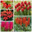Zestaw kwiatów w kolorze czerwonym - 5 gatunków