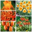 Zestaw kwiatów w kolorze pomarańczowym - 5 gatunków