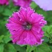 Petunia o kwiatach strzępiastych - różowa