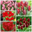 Tulipan na kwiat cięty - zestaw odmian w odcieniach koloru czerwonego i różowego - 50 szt.