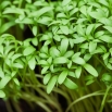 BIO Nasiona na kiełki - Rzeżucha - Certyfikowane nasiona ekologiczne