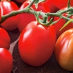Pomidor Chrobry - gruntowy, karłowy, średniopóźny, bardzo plenny