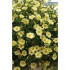 Petunia ogrodowa - Kaskada żółta