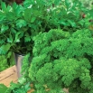 Domowy ogródek - Pietruszka naciowa - mieszanka odmian do uprawy w domu i na balkonie
