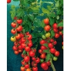 Pomidor Harzfeuer F1 - gruntowy, znany i ceniony w Europie