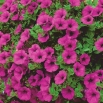 Petunia ogrodowa - Kaskada purpurowa