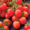 Pomidor Garden Perle - intensywnie czerwony, typu cherry