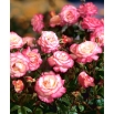 Róża parkowa biało-różowa - sadzonka