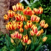 Tulipan Colour Spectacle - opak. 5 szt.