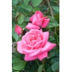 Róża wielkokwiatowa jasnoróżowa - sadzonka