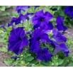 Petunia ogrodowa - Kaskada niebieska - Superkaskadia