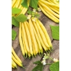 Fasola Luiza - żółta, szparagowa, karłowa - plenna i odporna