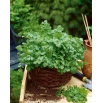 Mini ogród - Kolendra - do uprawy na balkonach i tarasach