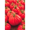 Pomidor Corazon F1 - w typie Bawole serce, gruntowy i pod osłony, wysoki